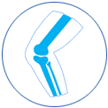 Anterior Cruciate Ligament